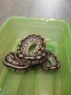 2 Köpy Mojave 1. 1 Inkl. Terrarium und zubehör